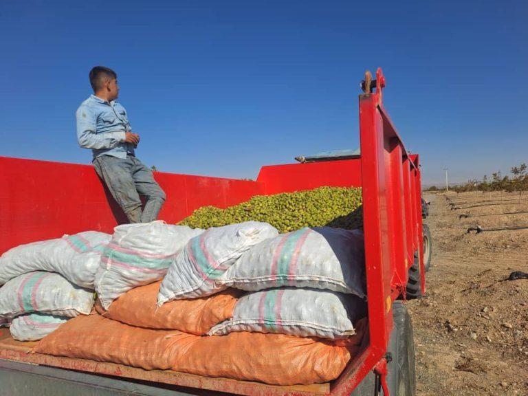 خبر خوب| آغاز اولین برداشت محصول گردو از باغات ۲۳۵۰ هکتاری شرکت آریا دشت در منطقه آزاد ماکو